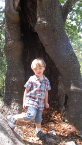 playing in the hollowed out tree