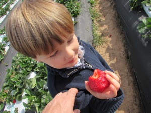 Eating a strawberry in the field during a class field trip.